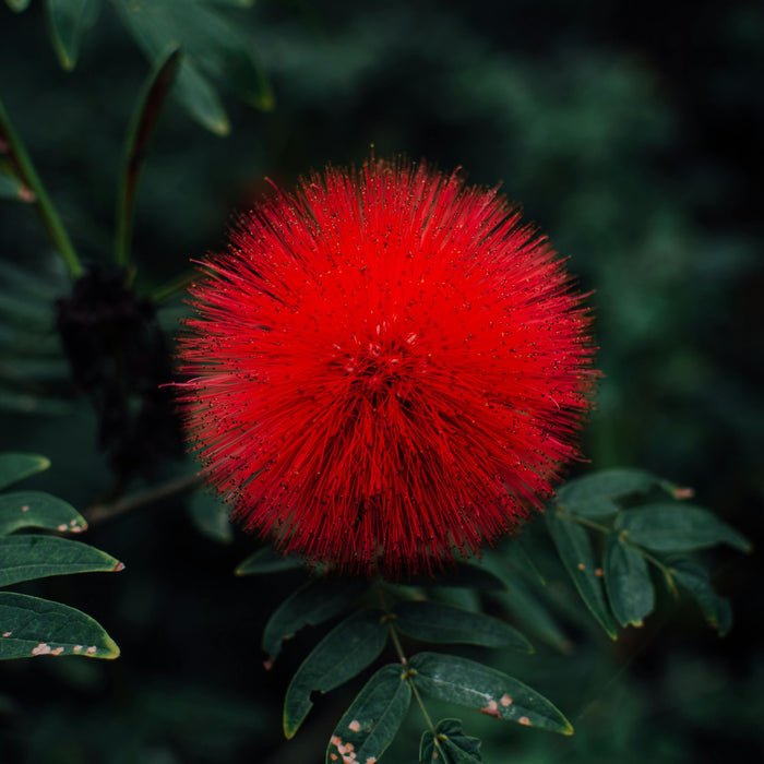 How To Care For Your Powder Puff Calliandra Bonsai Tree