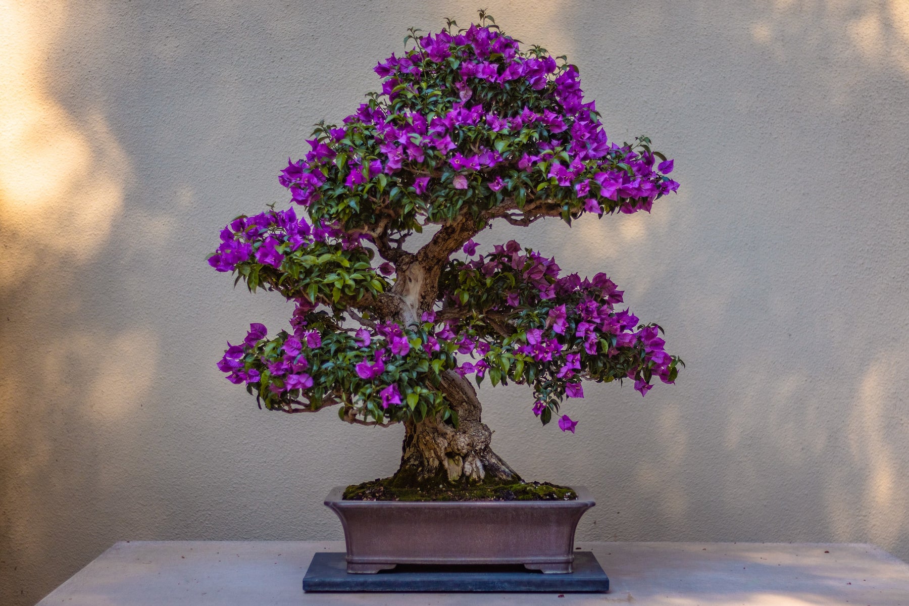 The Art of Bonsai: Unlocking the Timeless Beauty and Serenity of Miniature Trees