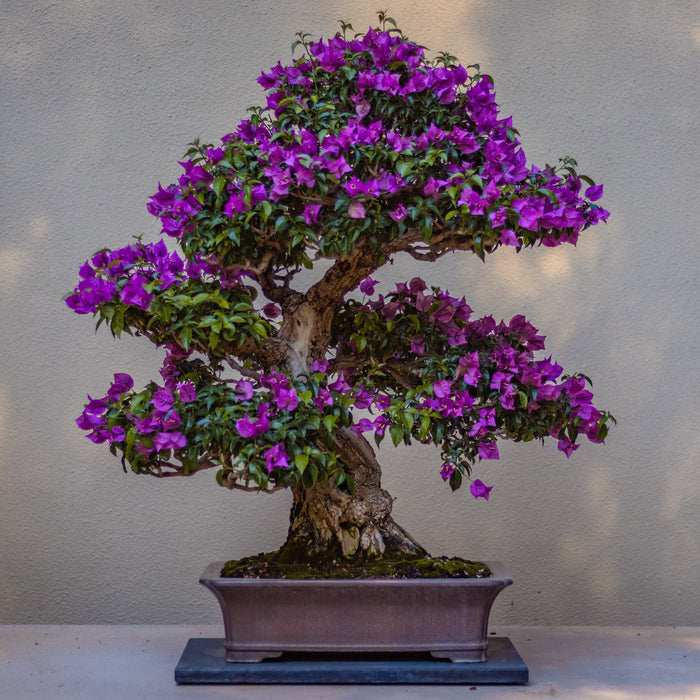 The Art of Bonsai: Unlocking the Timeless Beauty and Serenity of Miniature Trees