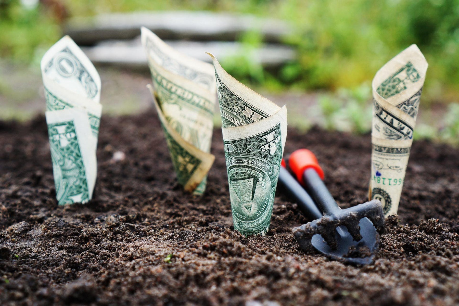 Every Tool You Need To Start With Bonsai Trees