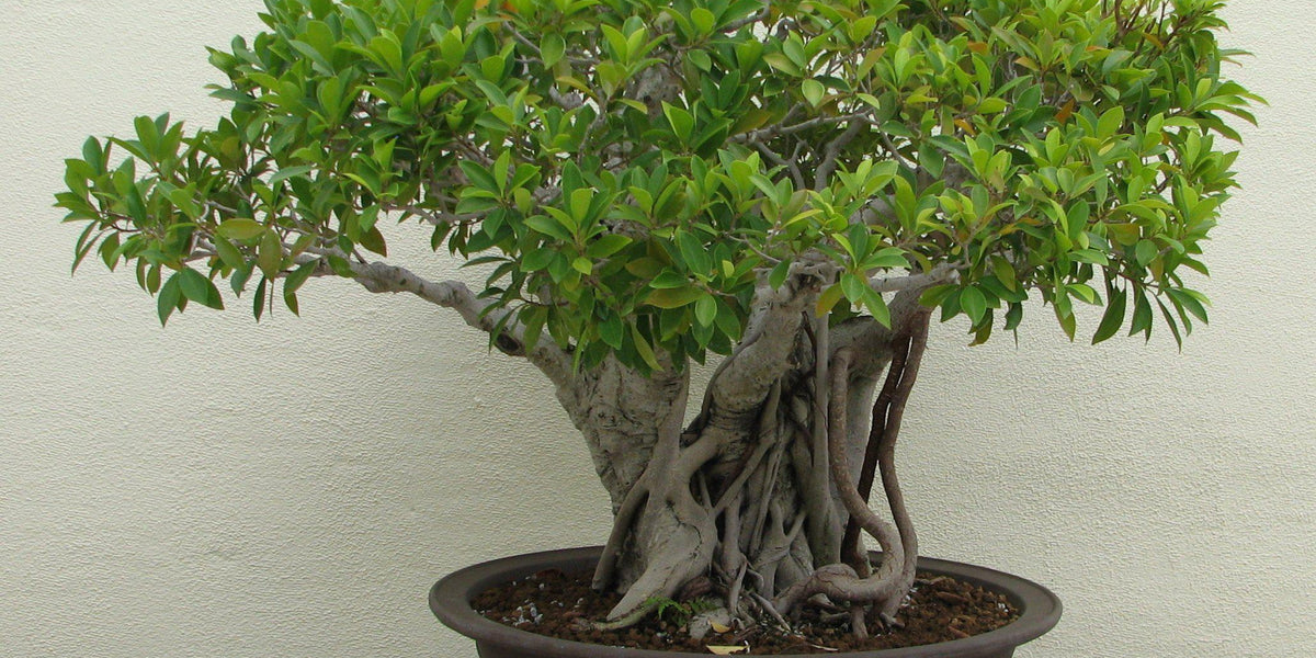 How I Transformed From A Tree Killer Into A Bonsai Hobbyist