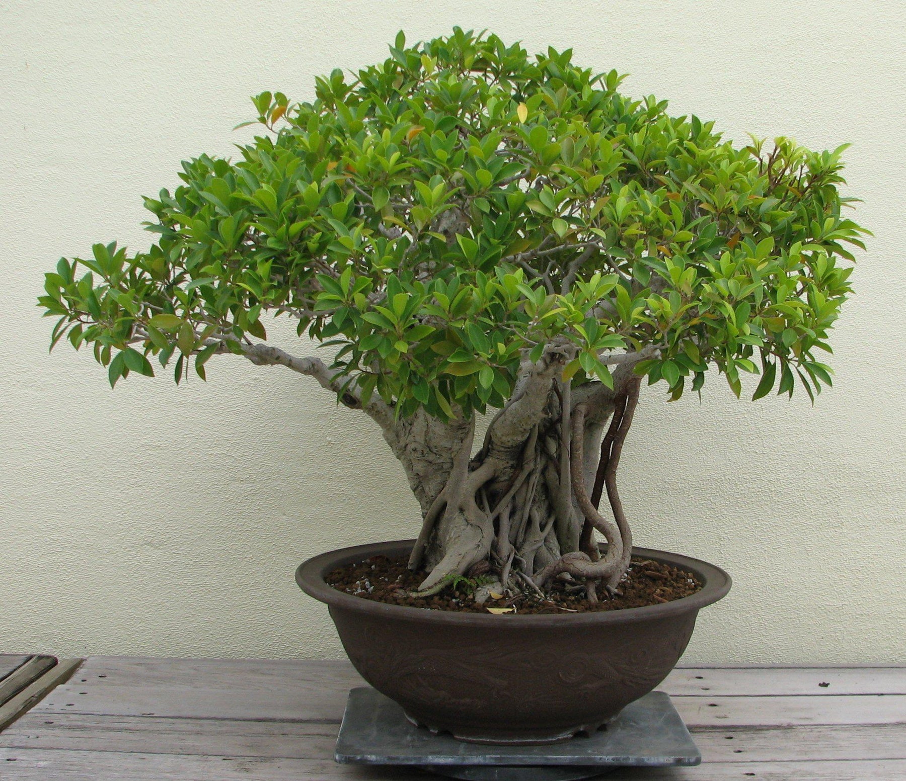How I Transformed From A Tree Killer Into A Bonsai Hobbyist