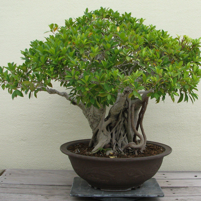 How I Transformed From A Tree Killer Into A Bonsai Hobbyist