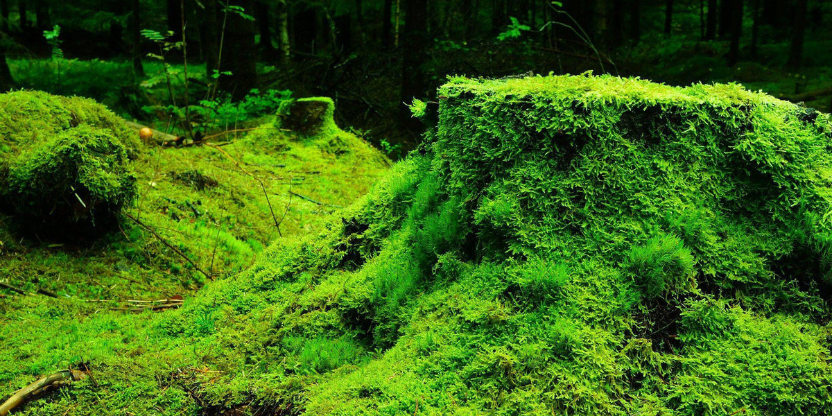 How Important Is Moss For Your Bonsai?