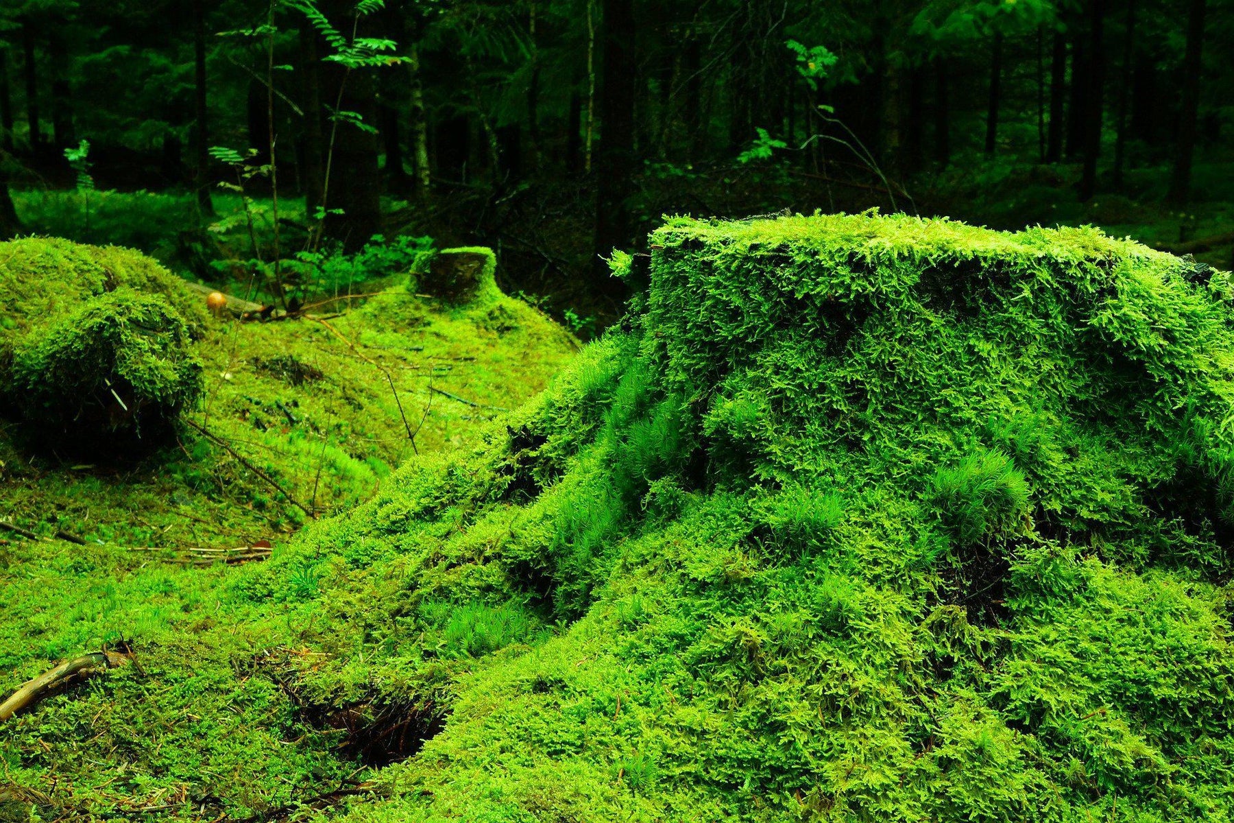 How Important Is Moss For Your Bonsai?