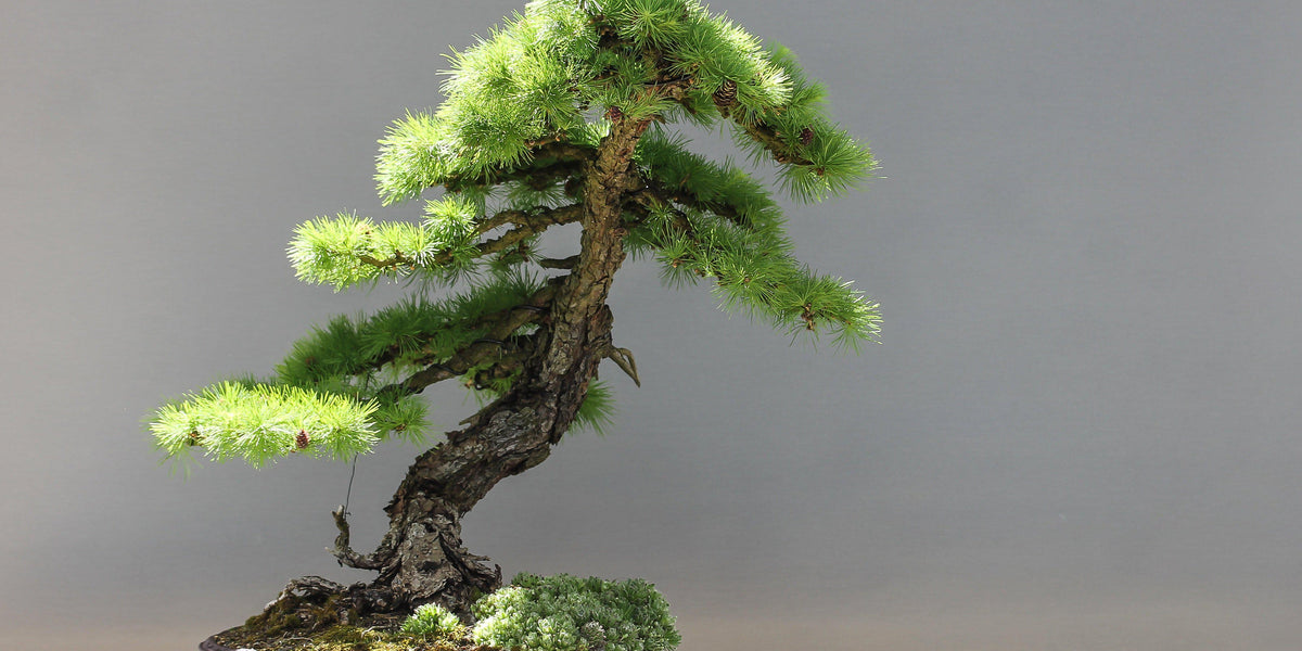 How many bonsai trees is too many bonsai trees?