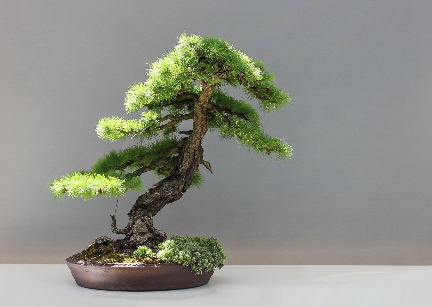 How many bonsai trees is “too many” bonsai trees?