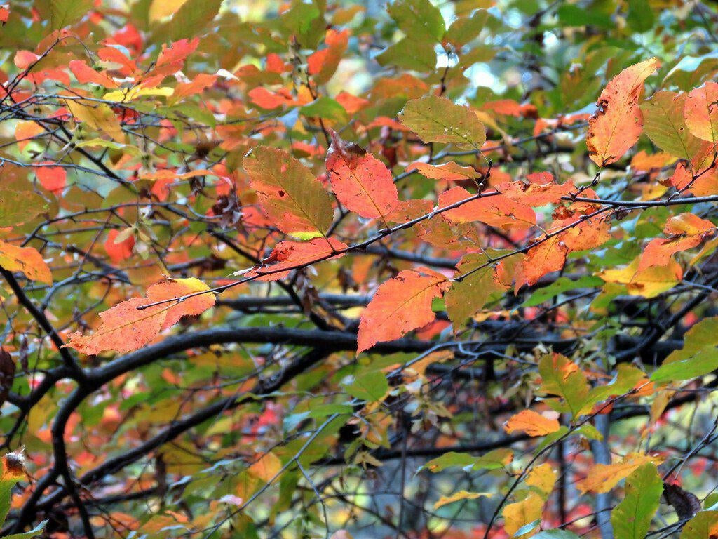 How To Care For Your American Hornbeam Bonsai Tree