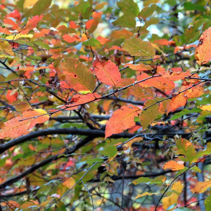 How To Care For Your American Hornbeam Bonsai Tree