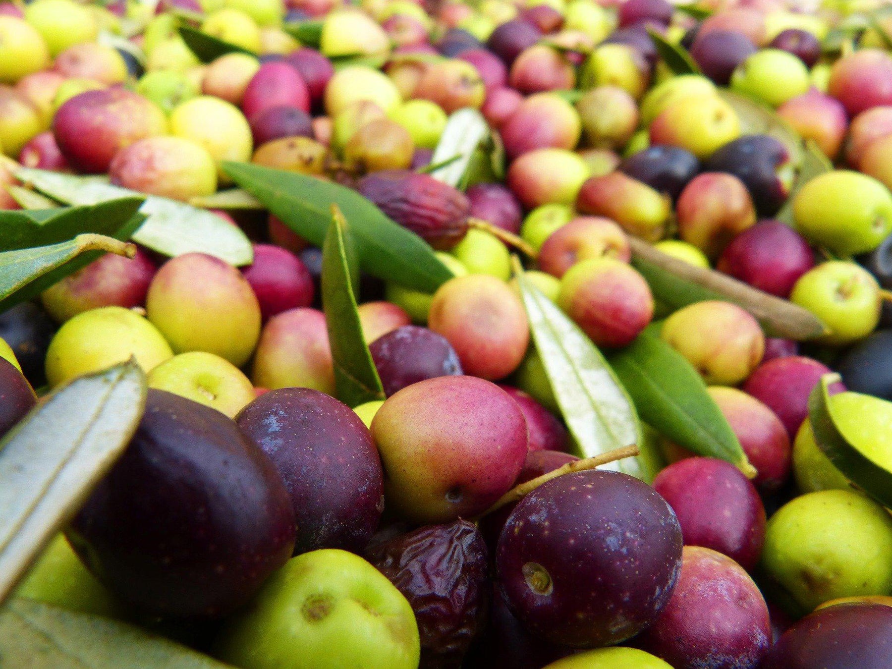 How To Care For Your Arbequina Olive Bonsai Tree