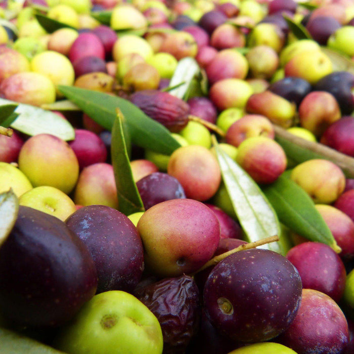 How To Care For Your Arbequina Olive Bonsai Tree