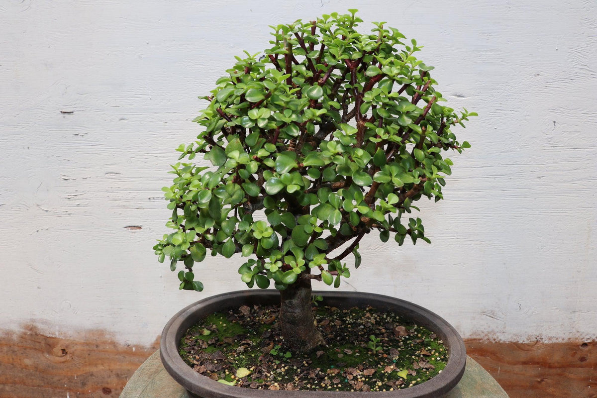 outdoor hanging plant pots Yard Butler Yard Tree Hanging Garden main image 1