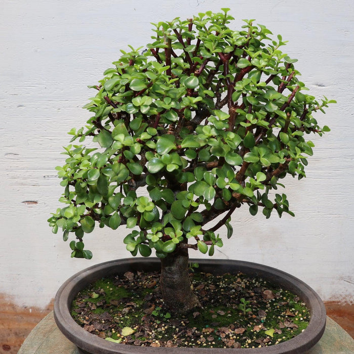 How To Care For Your Baby Jade Bonsai Tree