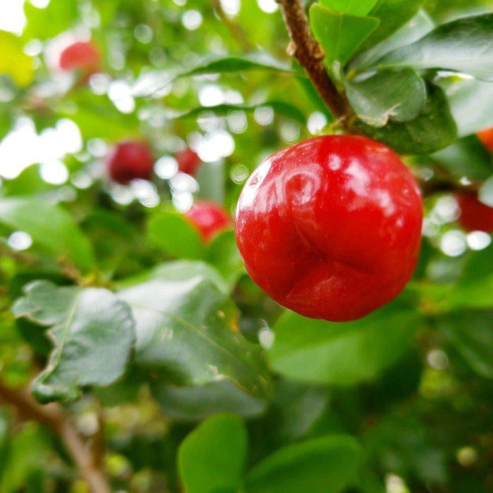 How To Care For Your Barbados Cherry Bonsai Tree