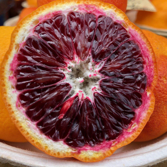 How To Care For Your Blood Orange Bonsai Tree