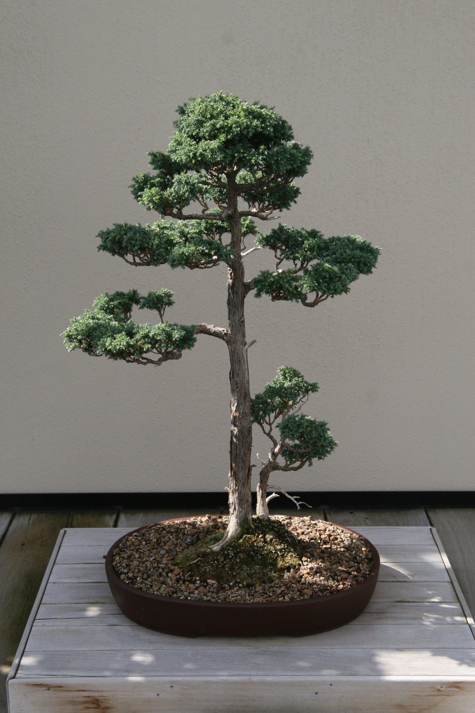 How To Care For Your Blue Moss Cypress Bonsai Tree