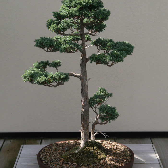 How To Care For Your Blue Moss Cypress Bonsai Tree