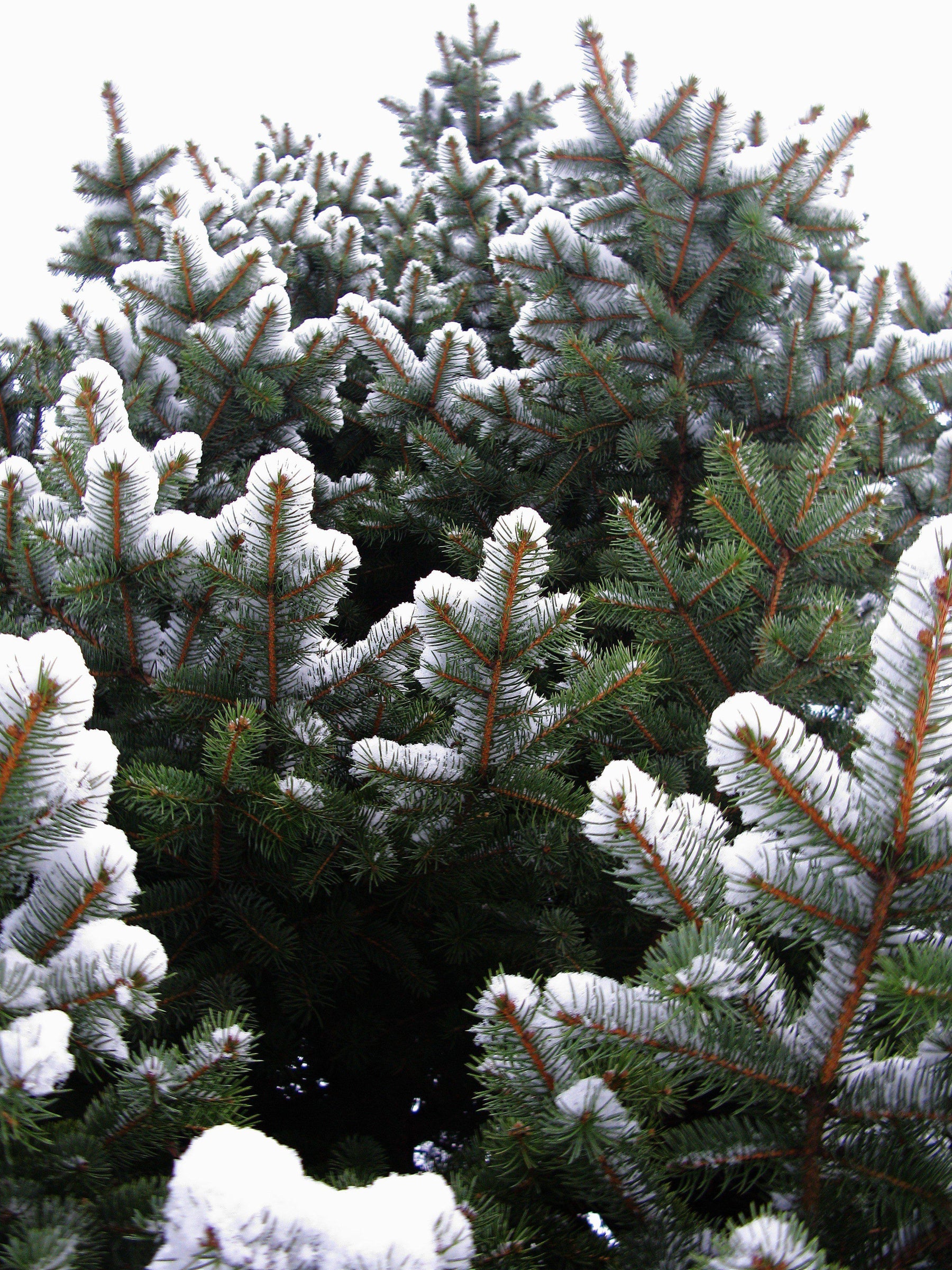 How To Care For Your Blue Spruce Bonsai Tree