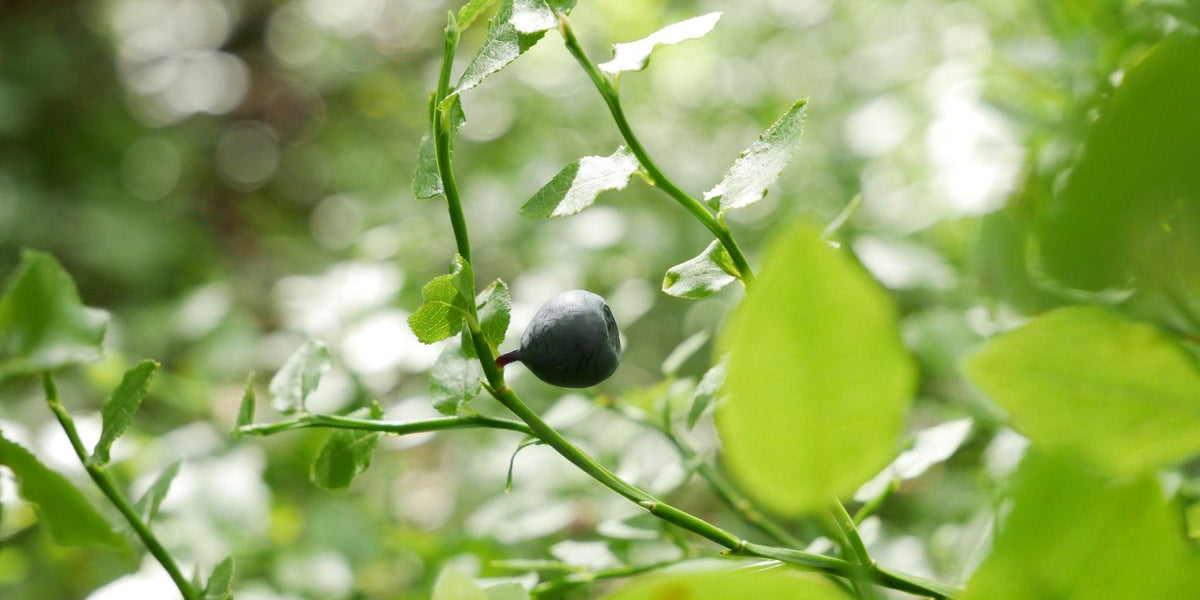 How To Care For Your Blueberry Bonsai Tree