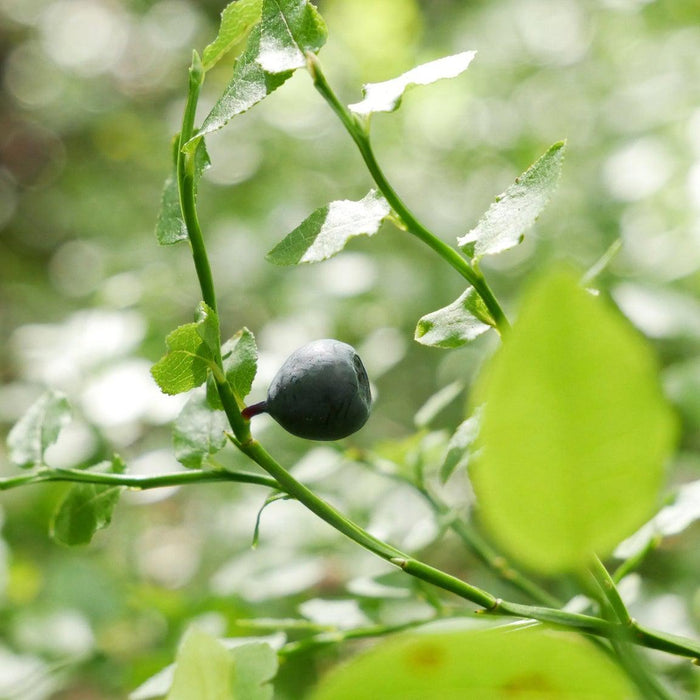How To Care For Your Blueberry Bonsai Tree