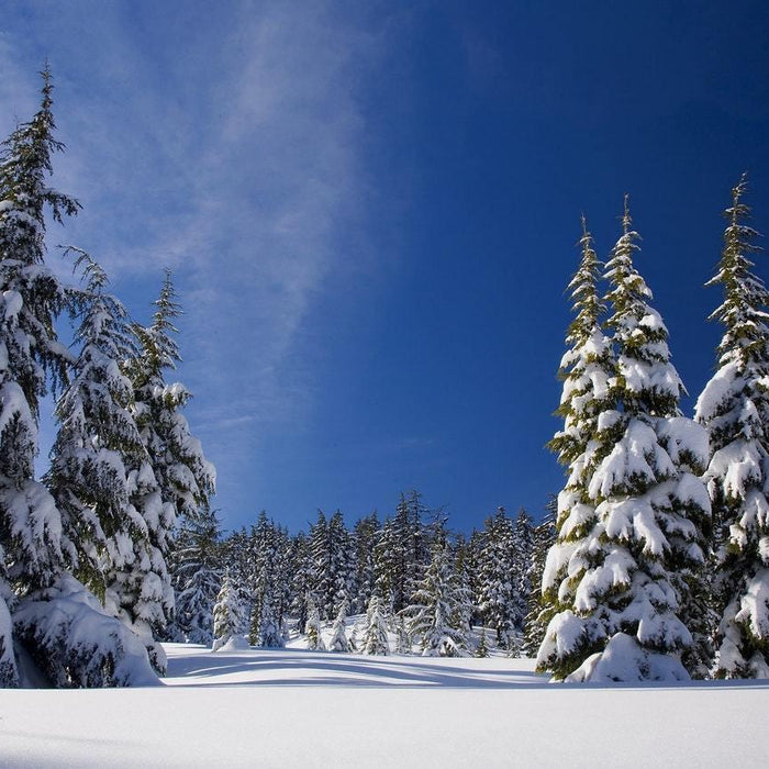 How To Care For Your Bonsai In The Winter