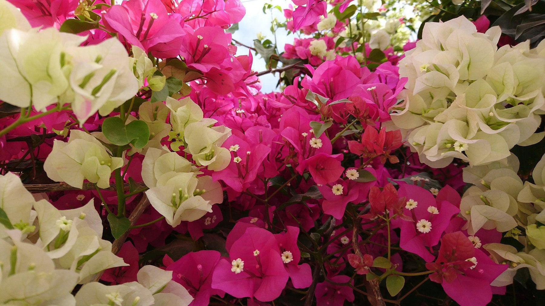 How To Care For Your Bougainvillea Bonsai Tree