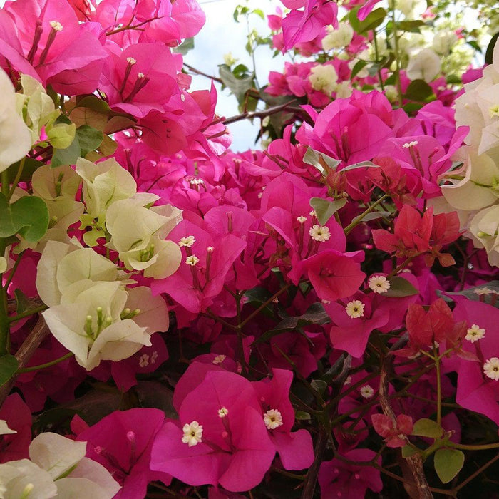 How To Care For Your Bougainvillea Bonsai Tree