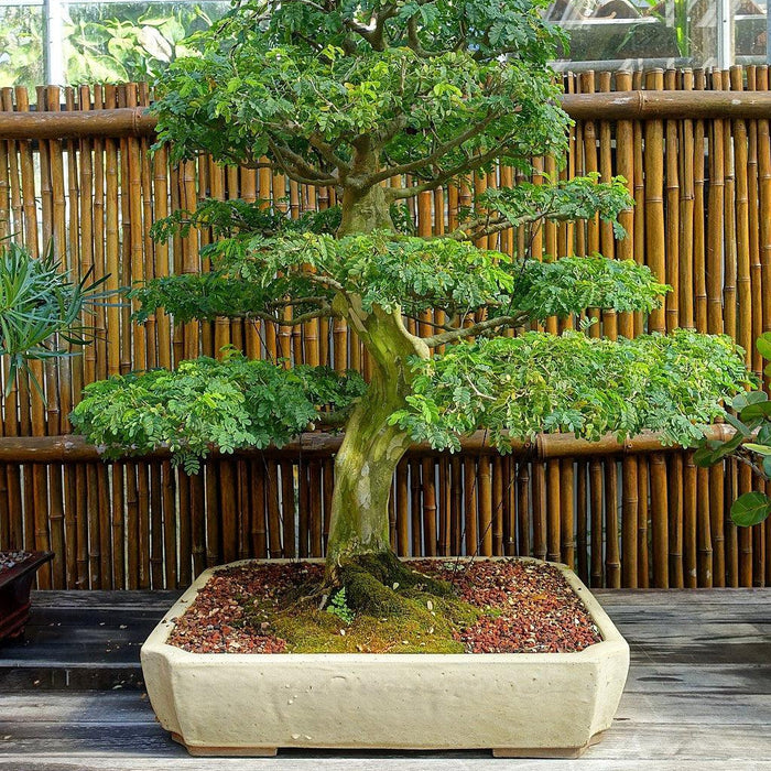 How To Care For Your Brazilian Rain Tree Bonsai Tree