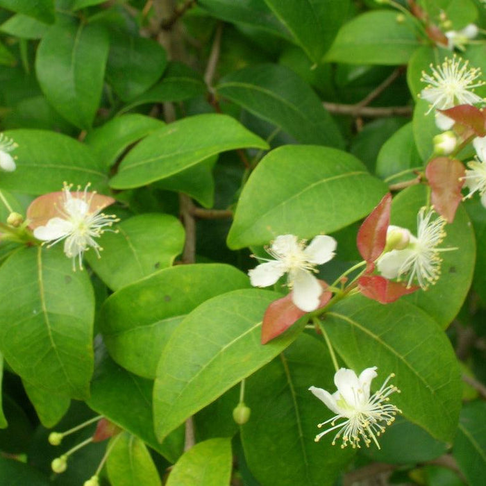 How To Care For Your Brush Cherry Bonsai Tree