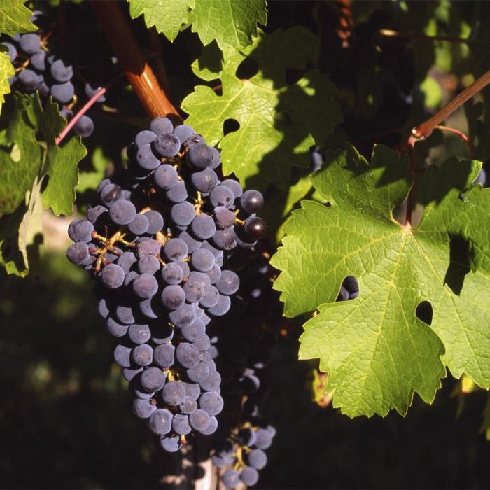 How To Care For Your Cabernet Sauvignon Wine Grape Bonsai Tree