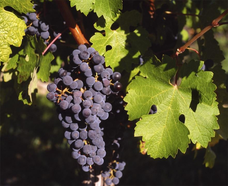 How To Care For Your Cabernet Sauvignon Wine Grape Bonsai Tree