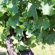 How To Care For Your Chardonnay Wine Grape Bonsai Tree