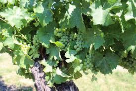 How To Care For Your Chardonnay Wine Grape Bonsai Tree