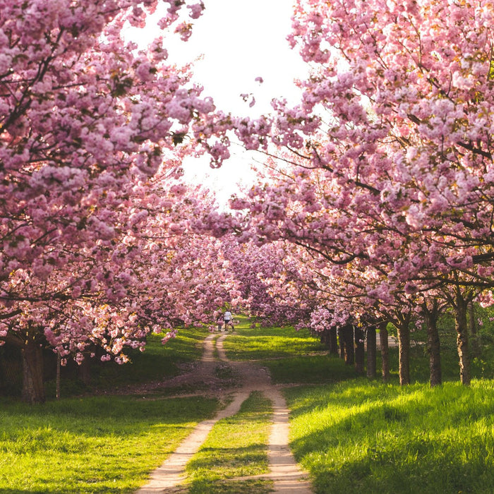 How To Care For Your Cherry Bonsai Tree
