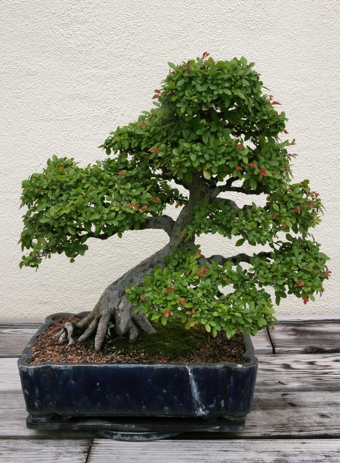 How To Care For Your Chinese Elm Bonsai Tree