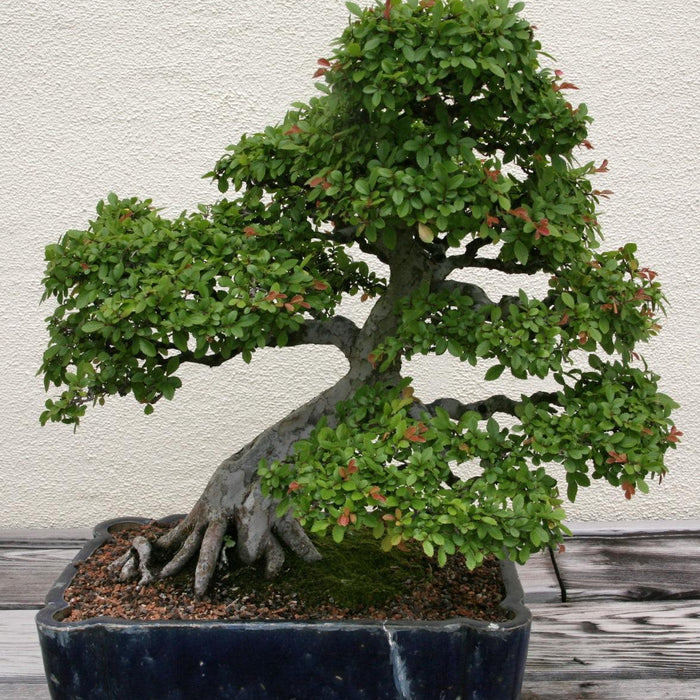 How To Care For Your Chinese Elm Bonsai Tree