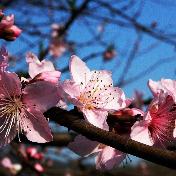 How To Care For Your Chinese Sweet Plum Bonsai Tree