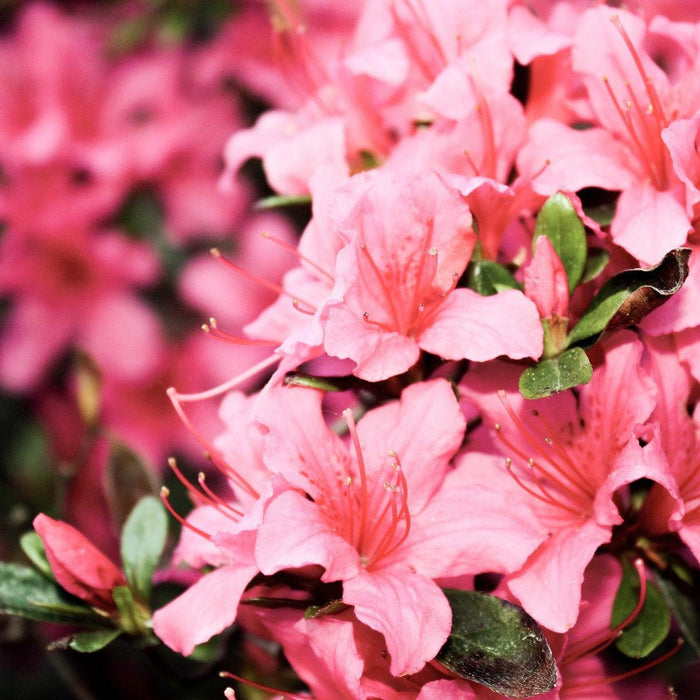 How To Care For Your Chinzan Azalea Bonsai Tree