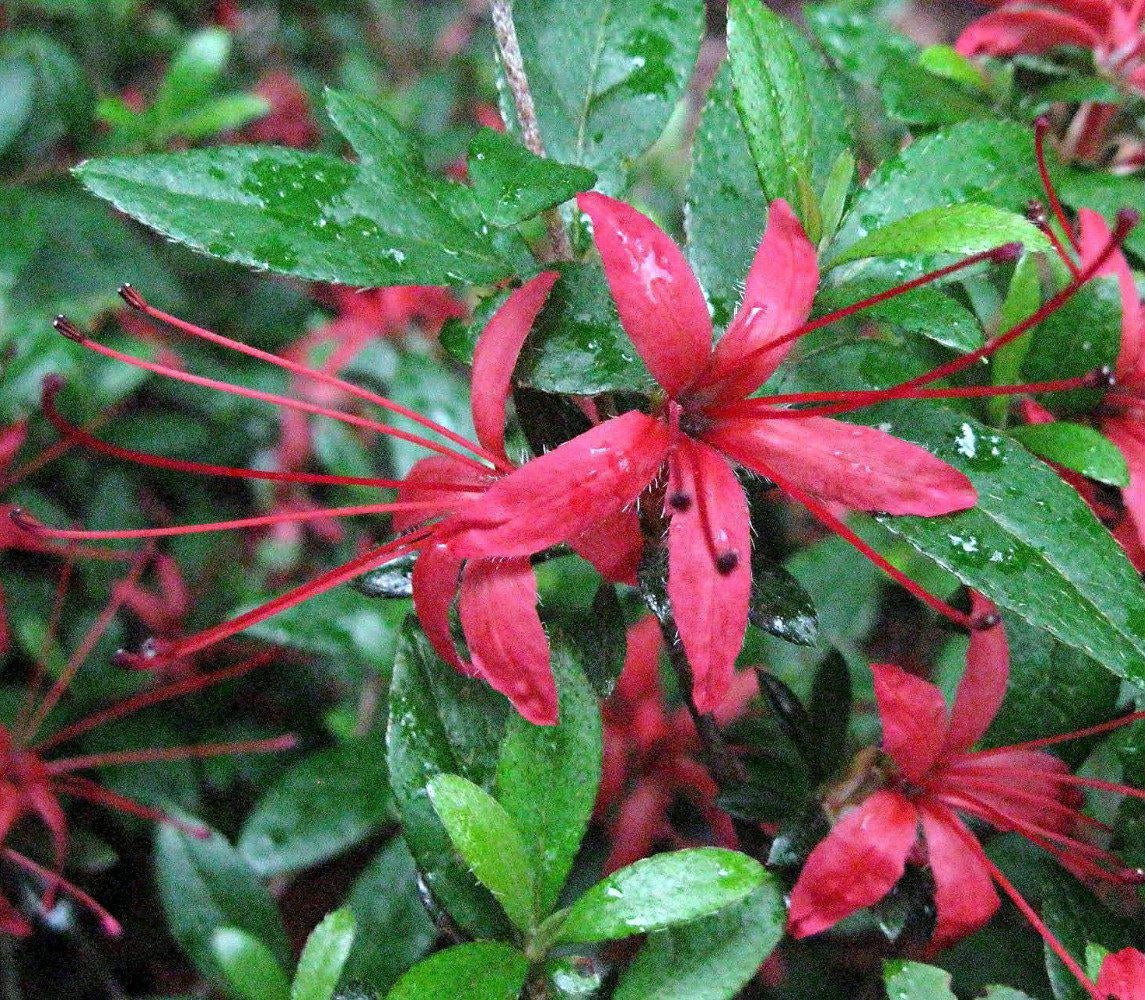 How To Care For Your Chojuho Azalea Bonsai Tree