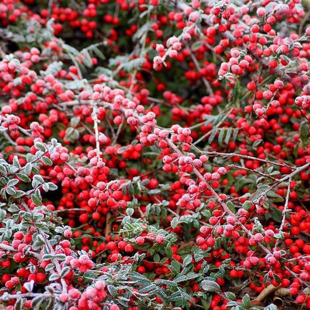How To Care For Your Cotoneaster Bonsai Tree
