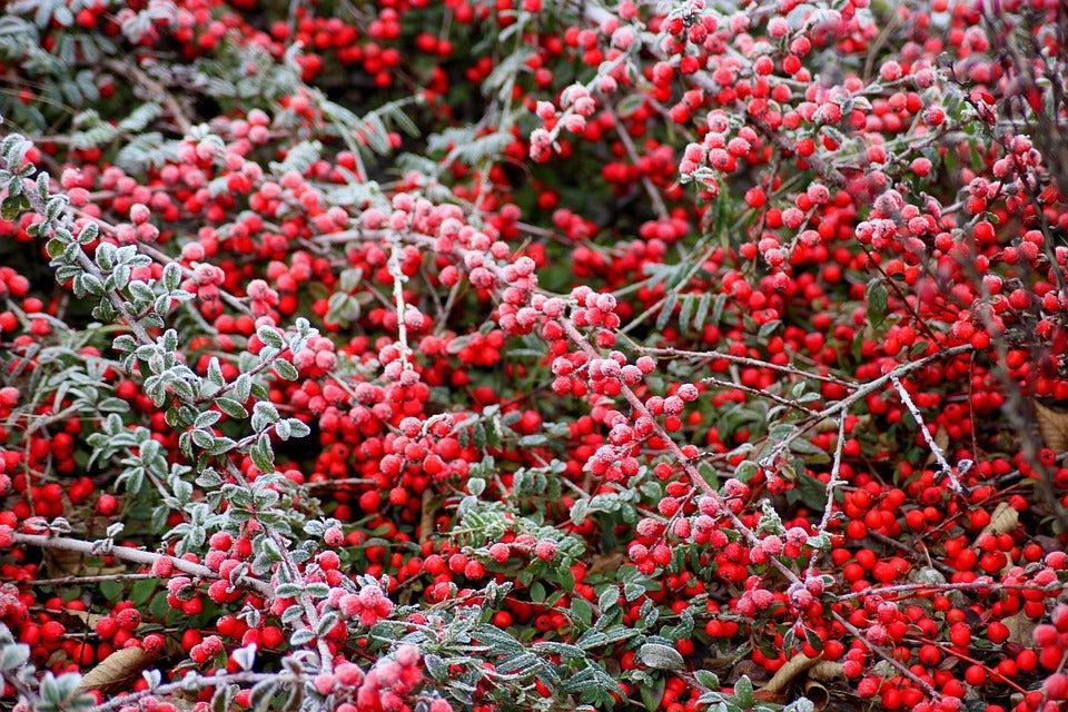 How To Care For Your Cotoneaster Bonsai Tree