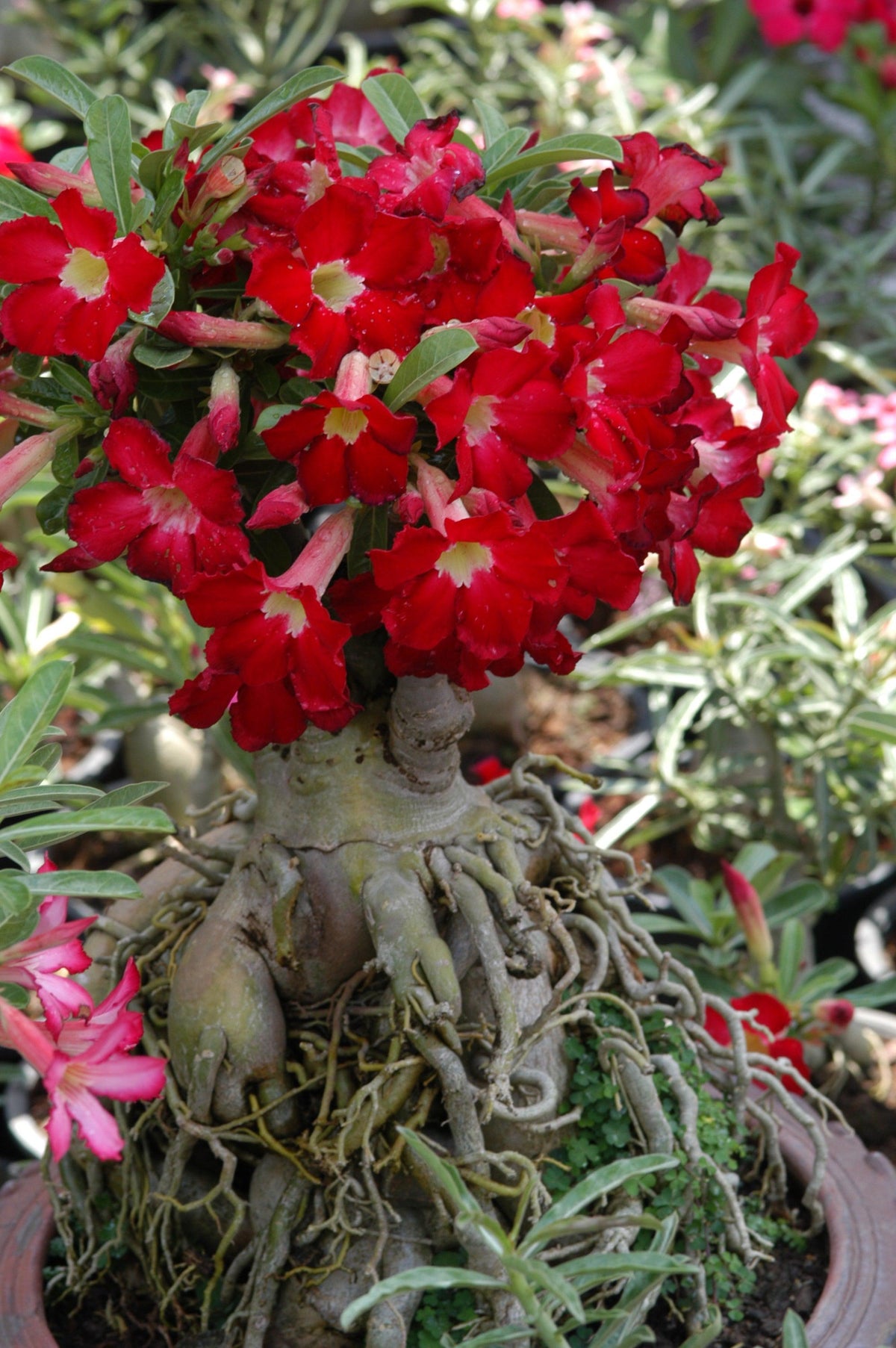 6 Bonsi Desert Rose Mary