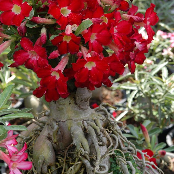 How To Care For Your Desert Rose Bonsai Tree