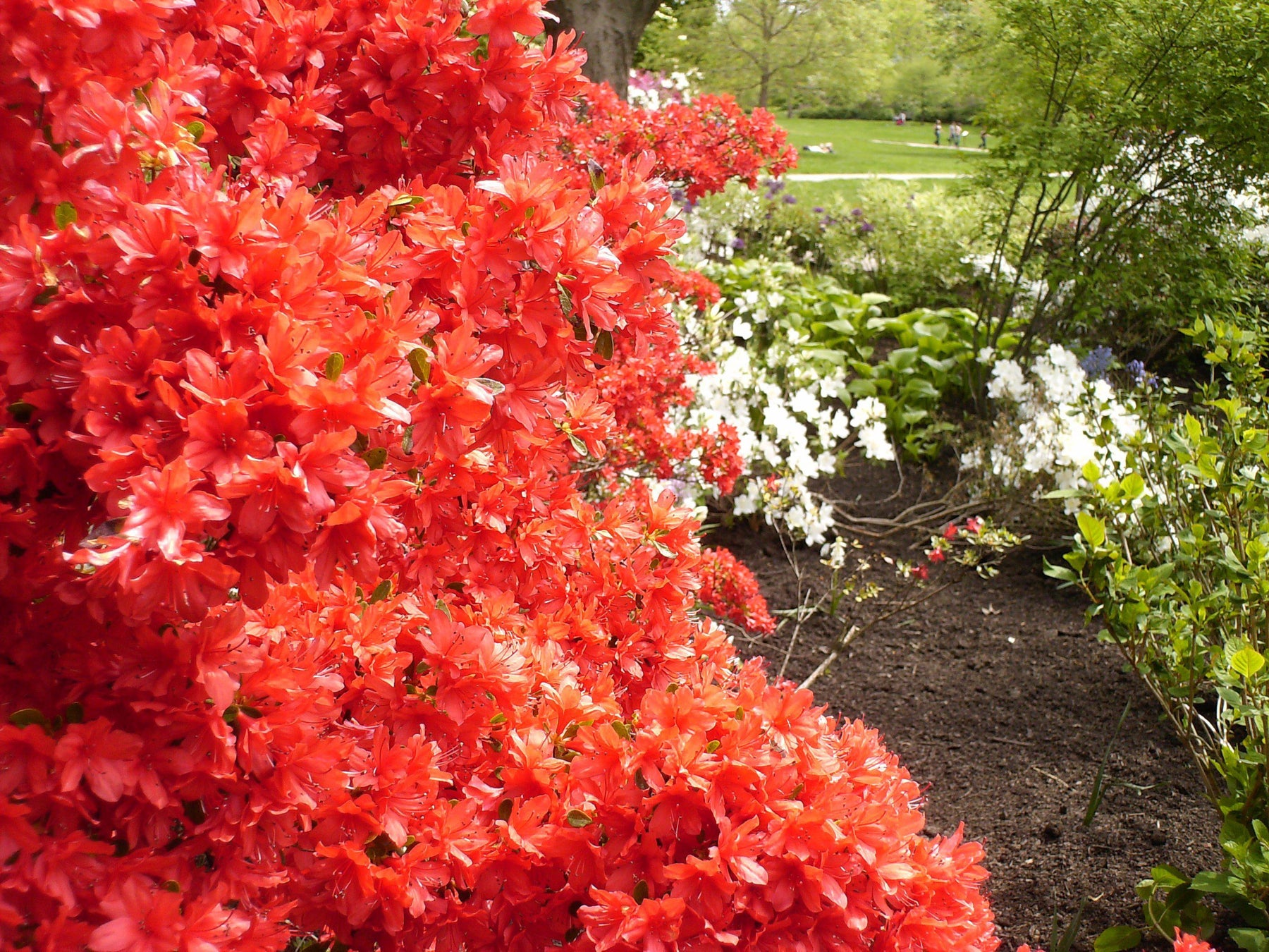 How To Care For Your Duc De Rohan Azalea Bonsai Tree