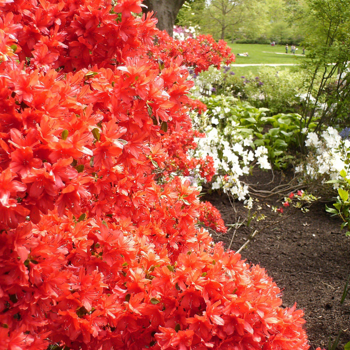 How To Care For Your Duc De Rohan Azalea Bonsai Tree