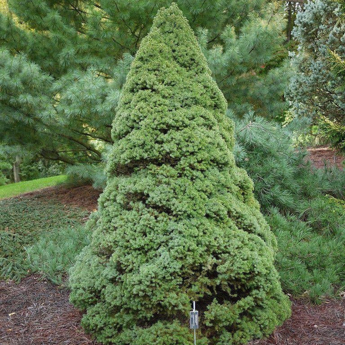 How To Care For Your Dwarf Alberta Spruce Bonsai Tree