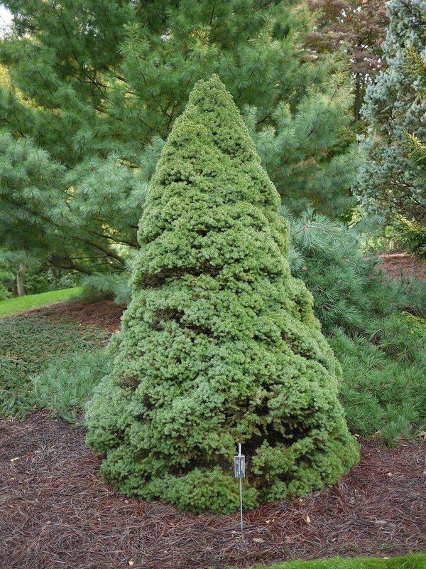 pinus mugo mughus bonsai Dwarf Mugo Pine Modern Bonsai main image 0