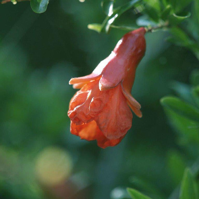 How To Care For Your Dwarf Pomegranate Bonsai Tree