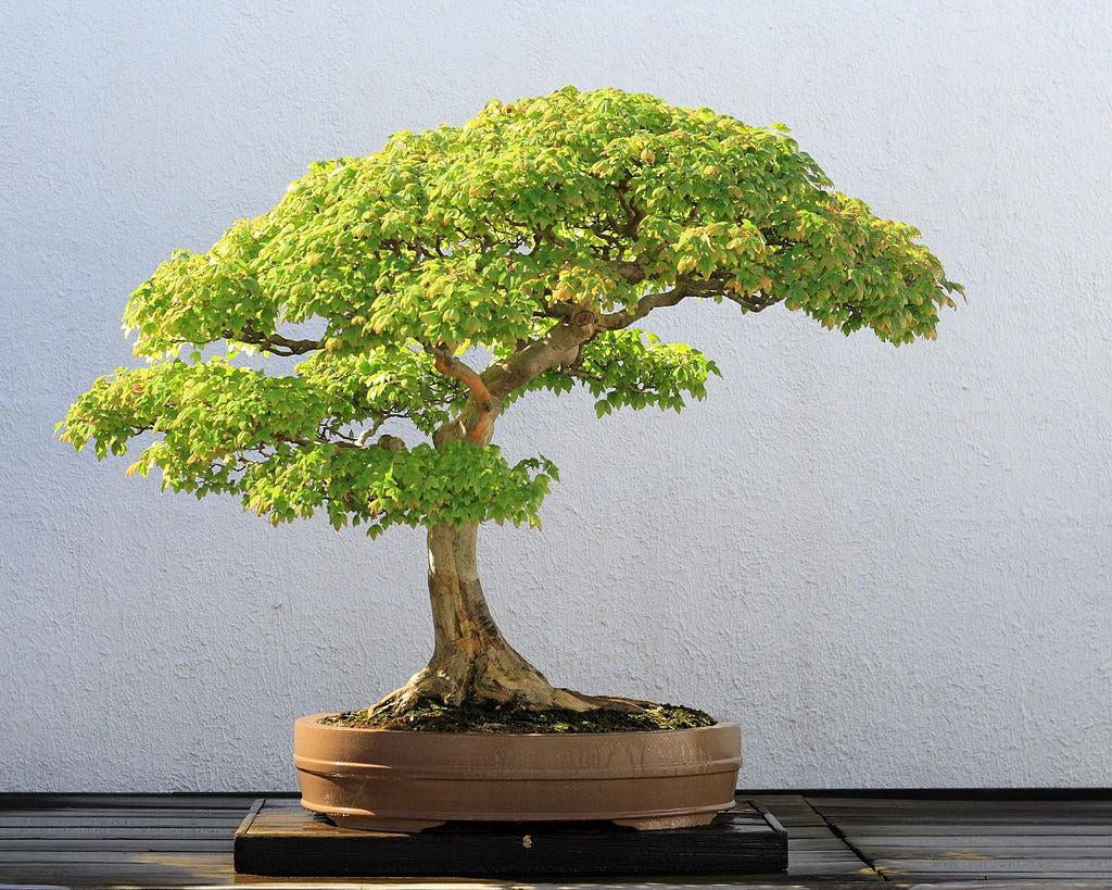 How To Care For Your Dwarf Trident Maple Bonsai Tree