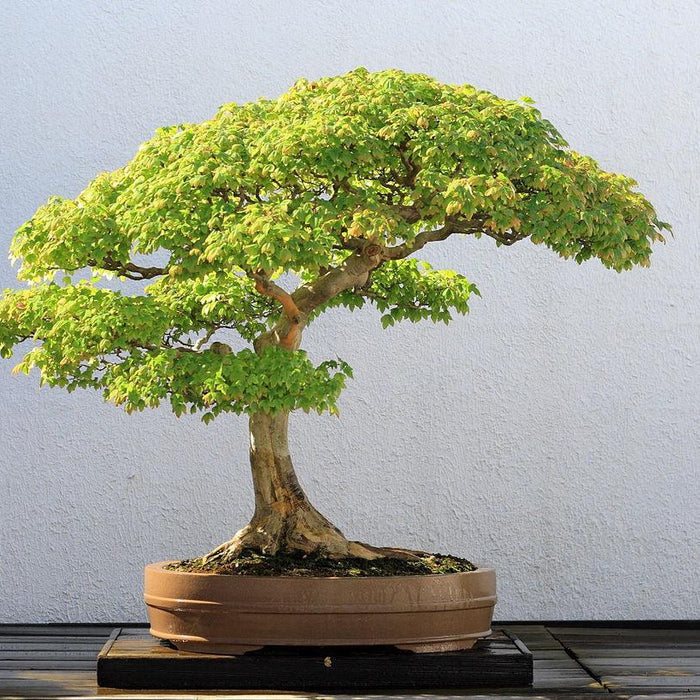 How To Care For Your Dwarf Trident Maple Bonsai Tree
